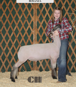 ChShropBB Harrell Club Lambs Winners
