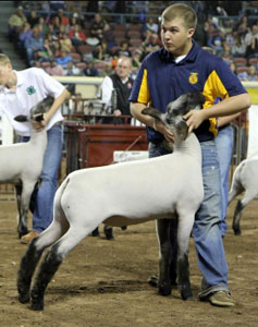 CrossClassWinnerOYE Harrel CLub Lambs Winners
