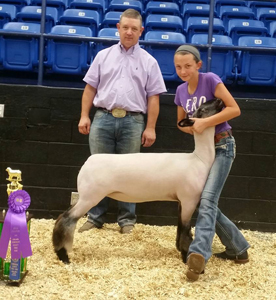 GrandMkt Harrell Club Lambs Winners