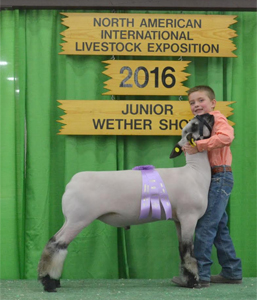 ResShrop_NAILE Harrell Club Lambs Winners