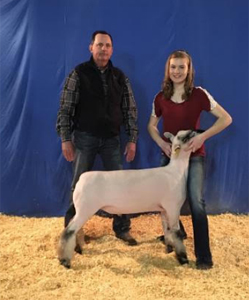 speckwalterspi Harrell Club Lambs Winners