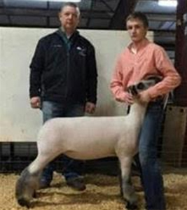walterswether Harrell Club Lambs Winners